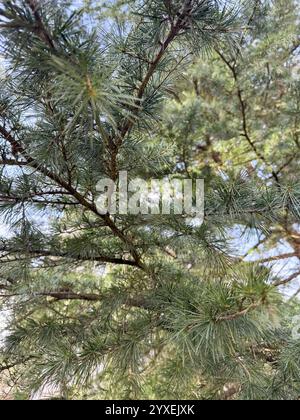 Dieses Foto zeigt die Schönheit der immergrünen Zweige an einem ruhigen Wintertag. Die Kamera fokussiert genau auf die Kiefernnadeln und zeigt ihre Stockfoto
