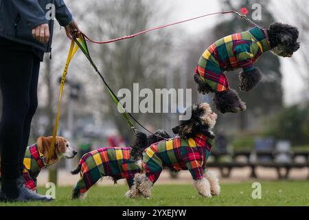 PA-RÜCKBLICK DES JAHRES 2024 Aktenfoto vom 24.08.03.24: Besitzer kommen mit ihren Hunden einschließlich eines springenden Pudels am zweiten Tag der Crufts Dog Show im National Exhibition Centre (NEC) in Birmingham an. Ausgabedatum: Montag, 16. Dezember 2024. Stockfoto