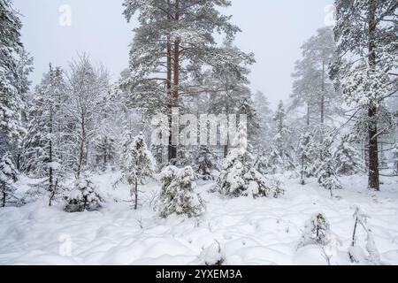 Wunderschöner verschneite Wald ein Wintertag Stockfoto
