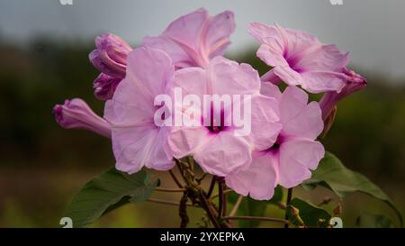 Die glorreichen Blumen der Morgenröte sind bekannt für ihre leuchtenden Farben, trompetenförmigen Blüten und ihr schnelles Wachstum Stockfoto