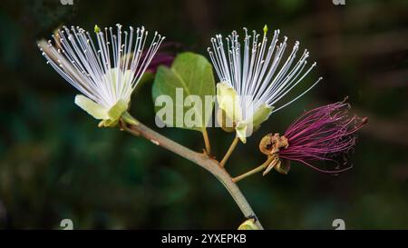 Capris tomentosa ist ein im Mittelmeerraum heimischer Sträucher. Er ist bekannt für seine dichten, samtigen Blätter und produziert kleine, duftende weiße Blüten. Stockfoto