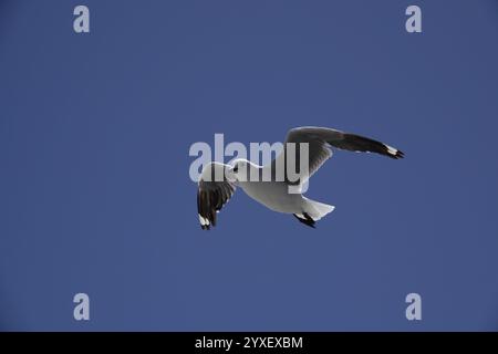 Möwe im Flug Stockfoto