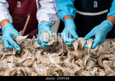 Rohe Speisevogelnest-Materialien für die traditionelle chinesische Medizin. Schwalbennest die traditionelle chinesische Delikatesse. Stockfoto