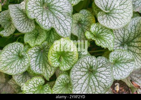 Schöne grüne Blätter von Brunnera macrophylla. Der sibirische Bugloss, großes Vergissmeinnicht, Largeleaf Brunnera, Herzblatt. Anlagenhintergrund. Stockfoto