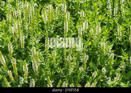 Salvia nemorosa, der Waldsalbei, Balkan-clary, blauer Salbei, wilder Salbei. Eine harte krautige Staudenpflanze. Stockfoto