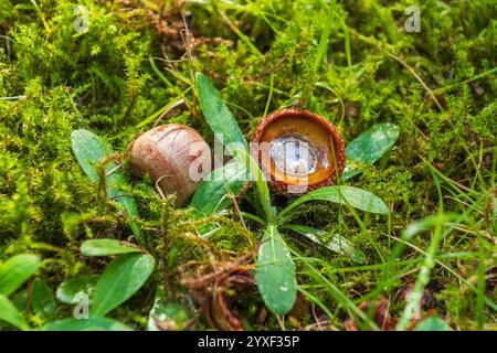 Eine Eichel und Kappe ruhen auf lebendigem Moos, umgeben von grünen Blättern und kleinen Pflanzen in einer Waldlandschaft. Naturhintergrund Stockfoto