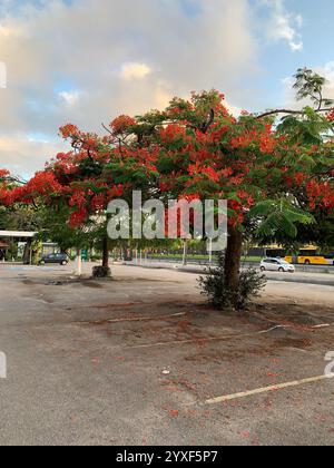 Leerer, verwitterter Parkplatz im Freien mit einem großen, extravaganten Baum mit roten Blumen Stockfoto