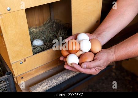 Die männlichen Hände des Bauern sammeln die Eier aus dem Henroost, dem Konzept der modernen Subsistenzwirtschaft. Stockfoto