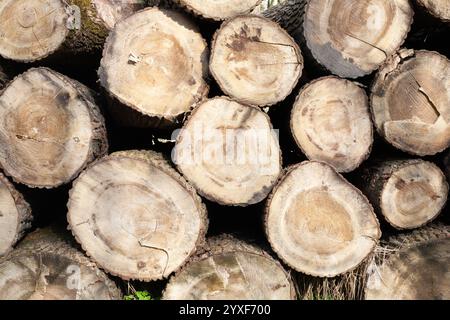 Stapel von Holzstämmen, Nahaufnahme von sauberem Schnitt von gehackten Brennholzstämmen. Natürlicher Holzhintergrund Stockfoto