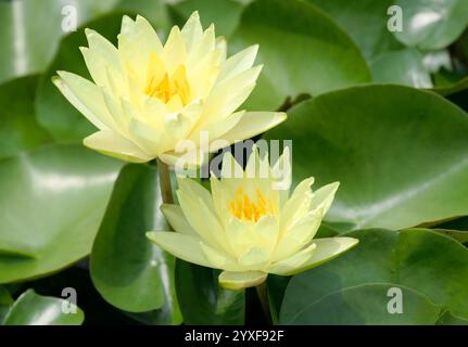 Gelbe Wasserlilien mit grünen Pads am Teich in Indianapolis, IN, USA Stockfoto
