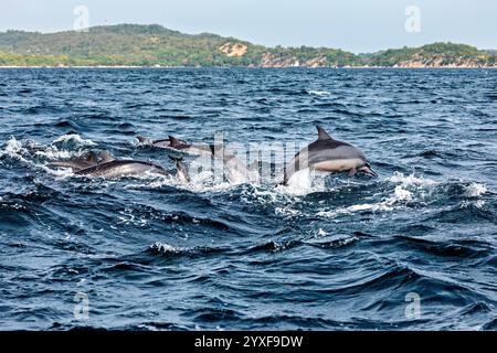 Delfine bei einer Walbeobachtungstour in Trincomalee Sri Lanka Stockfoto