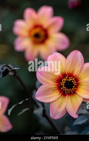 Pfirsichfarbene Gartendahlien mit dunklem Laub in weichem natürlichem Licht Stockfoto