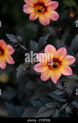 Pfirsichfarbene Gartendahlien mit dunklem Laub in weichem natürlichem Licht Stockfoto