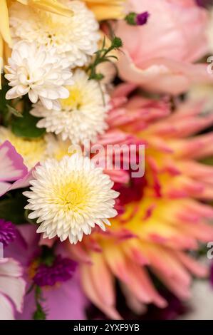 Helle weiße Chrysanthemen blühen in bunten Blumenstraußen Stockfoto