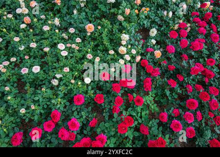 Hellrosa und rote Rosensträucher gemischt im Feld in Blumenshow - floraler Natur Hintergrund Stockfoto