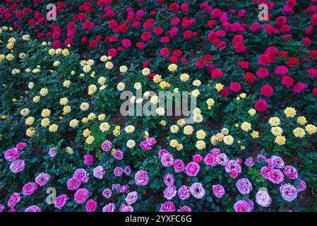 Rot Gelb Rosa Rosen Sträucher gemischt im Feld gewachsen in Blume zeigen - floraler Natur Hintergrund Stockfoto