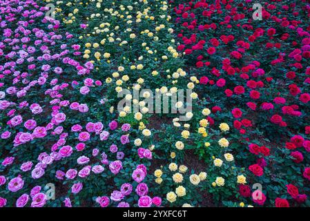 Rosa Gelb Rote Rosen Sträucher gemischt im Feld gewachsen in Blumenshow - floraler Natur Hintergrund Stockfoto