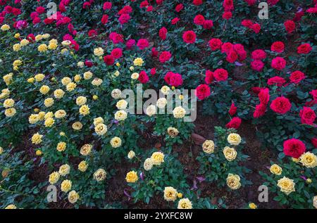 Gelbe und rote Rosensträucher gemischt im Feld in Blumenshow angebaut - floraler Natur Hintergrund Stockfoto