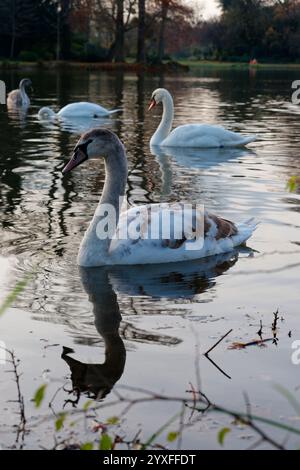 Schwäne gleiten anmutig auf dem ruhigen Wasser des Bois de Vincennes in Paris während eines ruhigen Abends Stockfoto