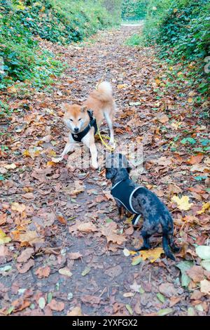 Hunde spielen an einem sonnigen Herbstnachmittag in Paris auf einem blattbedeckten Pfad im Bois de Vincennes Stockfoto