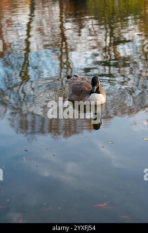 Das ruhige Wasser des Bois de Vincennes zeigt eine einsame Ente, die anmutig durch die ruhigen Reflektionen der Natur in Paris gleitet Stockfoto