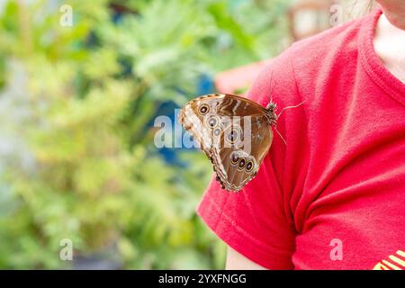 Eine Frau, die ein knallrotes Hemd trägt, hat einen zarten Schmetterling am Arm Stockfoto