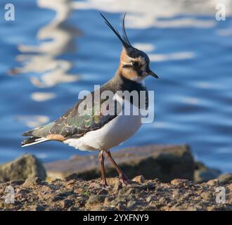 Lapwing (Vanellus vanellus), aufgenommen am 9. Dezember 2024 in der WWT Martin Mere. Stockfoto