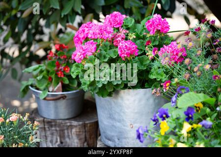 Eine Gruppe verschiedener Topfblumen liegt derzeit auf einem Holzstumpf Stockfoto