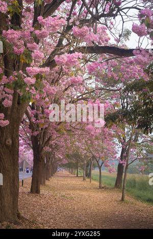 Die rosa Trompetenbaumblüten an der Kasetsart University, Kamphaeng Saen Campus, Nakhon Pathom, blühen 2-3 Zeiträume lang, zwischen Februar und März Stockfoto