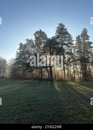 Mystische Eiche, durch die das orange Sonnenlicht des Sonnenuntergangs im Nebel im Winterfrost leuchtet. Stockfoto