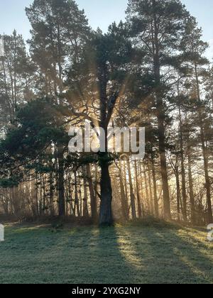 Mystische Eiche, durch die das orange Sonnenlicht des Sonnenuntergangs im Nebel im Winterfrost leuchtet. Stockfoto