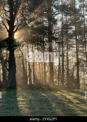 Mystische Eiche, durch die das orange Sonnenlicht des Sonnenuntergangs im Nebel im Winterfrost leuchtet. Stockfoto