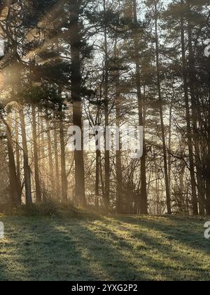 Mystische Eiche, durch die das orange Sonnenlicht des Sonnenuntergangs im Nebel im Winterfrost leuchtet. Stockfoto