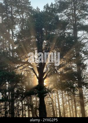 Mystische Eiche, durch die das orange Sonnenlicht des Sonnenuntergangs im Nebel im Winterfrost leuchtet. Stockfoto