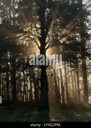 Mystische Eiche, durch die das orange Sonnenlicht des Sonnenuntergangs im Nebel im Winterfrost leuchtet. Stockfoto