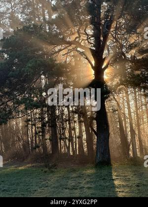 Mystische Eiche, durch die das orange Sonnenlicht des Sonnenuntergangs im Nebel im Winterfrost leuchtet. Stockfoto