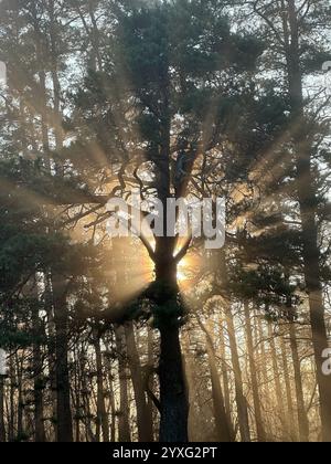 Mystische Eiche, durch die das orange Sonnenlicht des Sonnenuntergangs im Nebel im Winterfrost leuchtet. Stockfoto