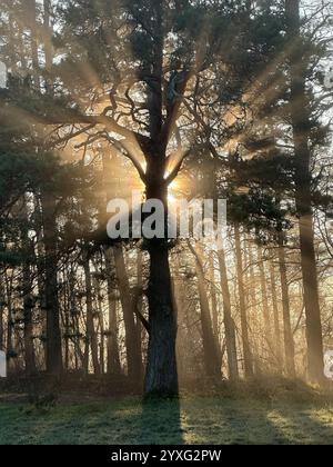Mystische Eiche, durch die das orange Sonnenlicht des Sonnenuntergangs im Nebel im Winterfrost leuchtet. Stockfoto