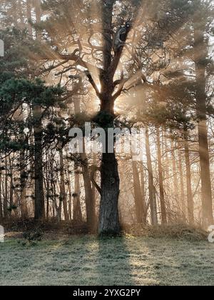Mystische Eiche, durch die das orange Sonnenlicht des Sonnenuntergangs im Nebel im Winterfrost leuchtet. Stockfoto