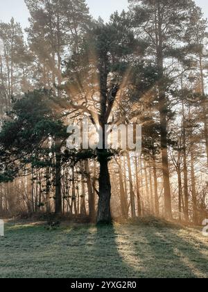 Mystische Eiche, durch die das orange Sonnenlicht des Sonnenuntergangs im Nebel im Winterfrost leuchtet. Stockfoto