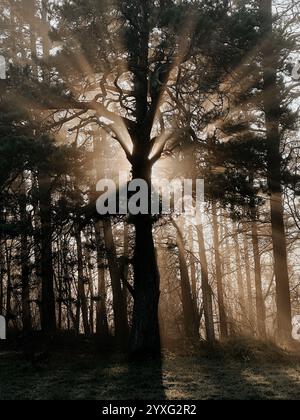 Mystische Eiche, durch die das orange Sonnenlicht des Sonnenuntergangs im Nebel im Winterfrost leuchtet. Stockfoto