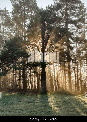 Mystische Eiche, durch die das orange Sonnenlicht des Sonnenuntergangs im Nebel im Winterfrost leuchtet. Stockfoto