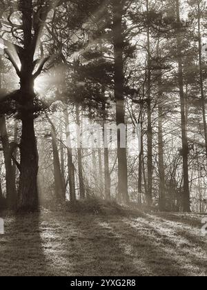 Mystische Eiche, durch die das orange Sonnenlicht des Sonnenuntergangs im Nebel im Winterfrost leuchtet. Stockfoto