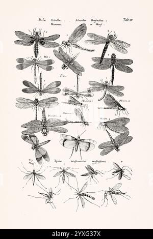 Antike Insektenillustration von Joannes Jonstonus. Stich aus dem 17. Jahrhundert mit verschiedenen Insekten. Stockfoto