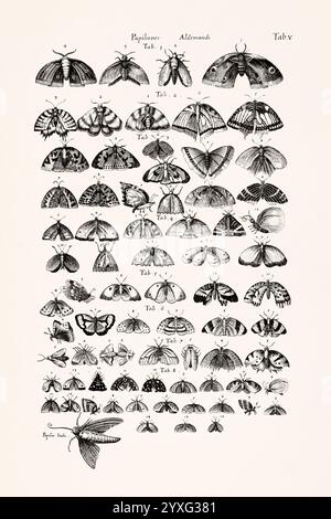 Antike Insektenillustration von Joannes Jonstonus. Stich aus dem 17. Jahrhundert mit verschiedenen Insekten. Stockfoto