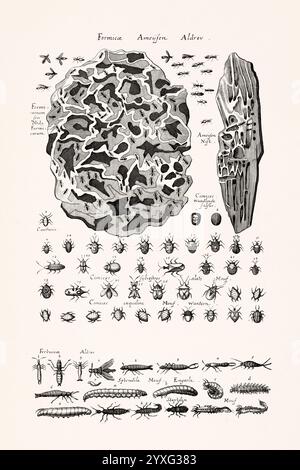 Antike Insektenillustration von Joannes Jonstonus. Stich aus dem 17. Jahrhundert mit verschiedenen Insekten. Stockfoto