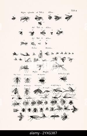 Antike Insektenillustration von Joannes Jonstonus. Stich aus dem 17. Jahrhundert mit verschiedenen Insekten. Stockfoto