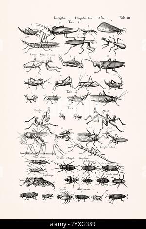 Antike Insektenillustration von Joannes Jonstonus. Stich aus dem 17. Jahrhundert mit verschiedenen Insekten. Stockfoto