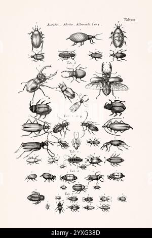 Antike Insektenillustration von Joannes Jonstonus. Stich aus dem 17. Jahrhundert mit verschiedenen Insekten. Stockfoto