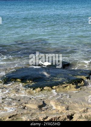 Eine ruhige und wunderschöne Küstenlandschaft mit einem Vogel, der an der Rocky Shoreline ruht Stockfoto